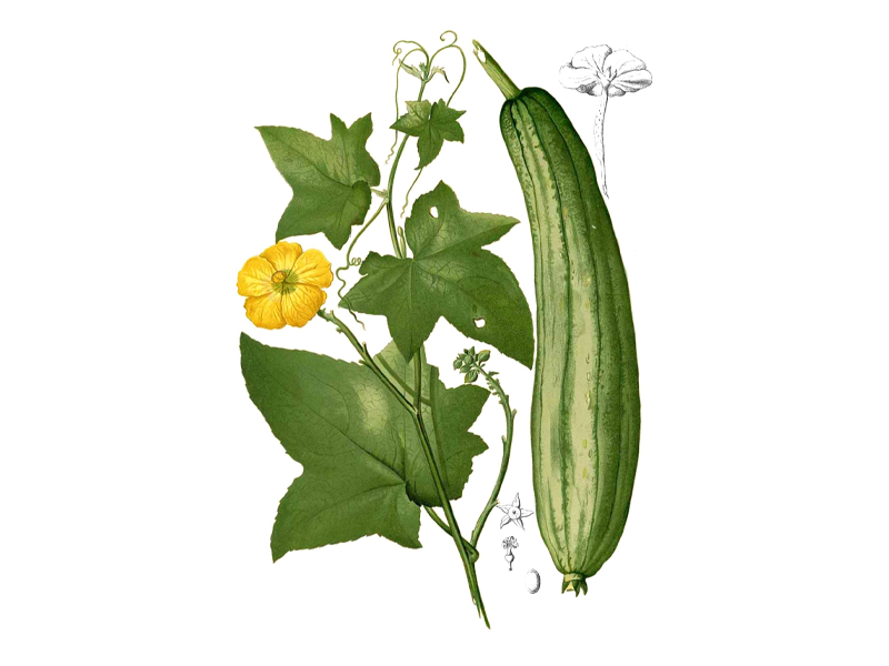 an-muop-cach-nay-tot-hon-uong-nghin-vien-thuoc-bo