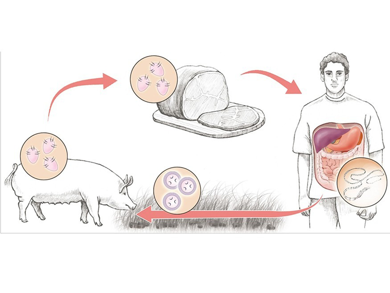 an-thit-lon-gao-san-tan-cong-co-the-the-nao