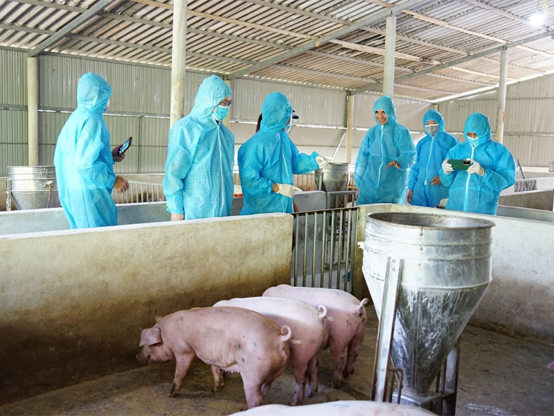 an-thit-lon-mac-dich-ta-chau-phi-co-sao