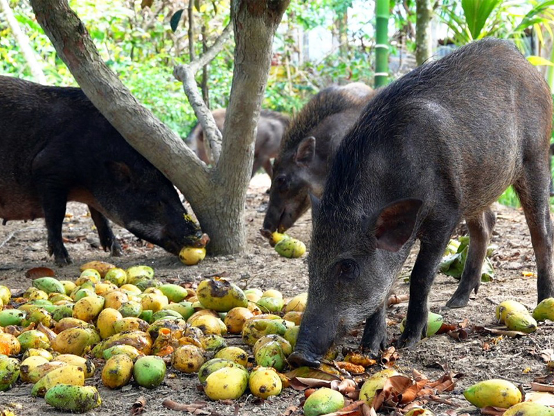 bo-tien-trieu-an-lon-rung-lon-man-van-bi-hoai-tu-tay-chan