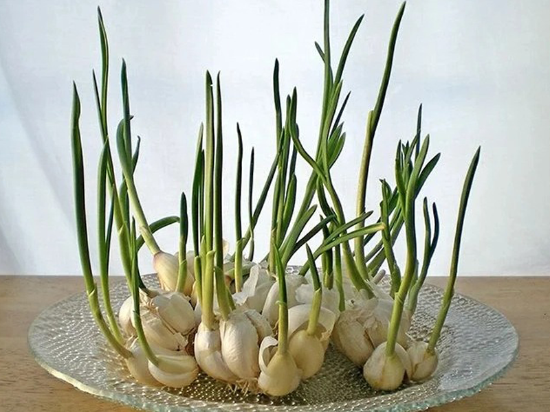 chuyen-gia-ly-giai-thuc-hu-viec-dinh-duong-tang-gap-doi-khi-an-toi-moc-mam