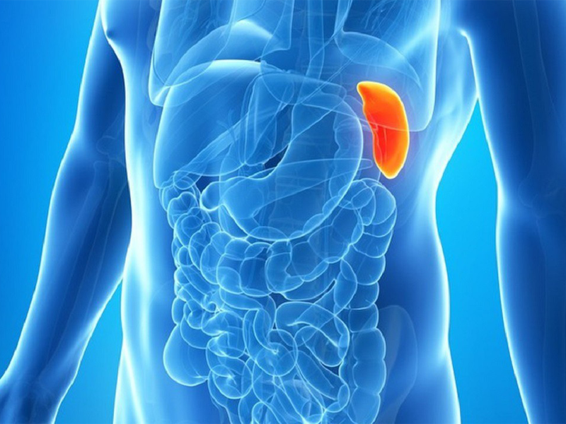 diem-danh-7-co-quan-noi-tang-du-mat-di-ban-van-co-the-song-khoe-manh